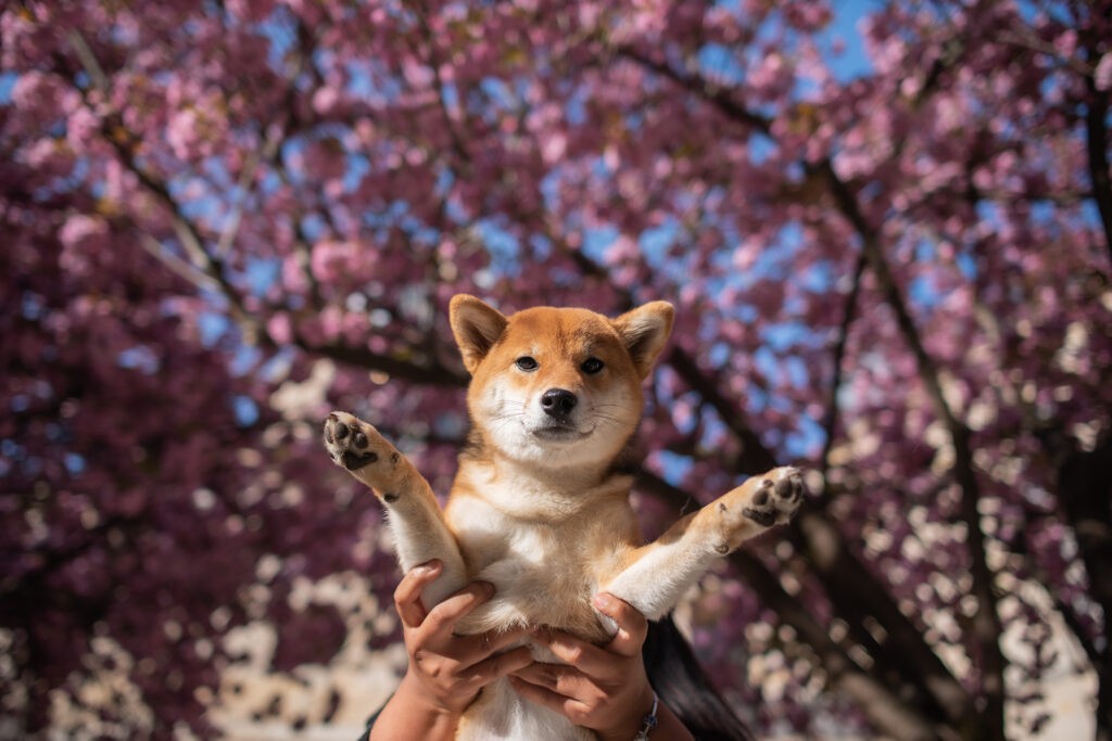 cherry blossoms en Paris, Paris en primavera, spring in Paris
