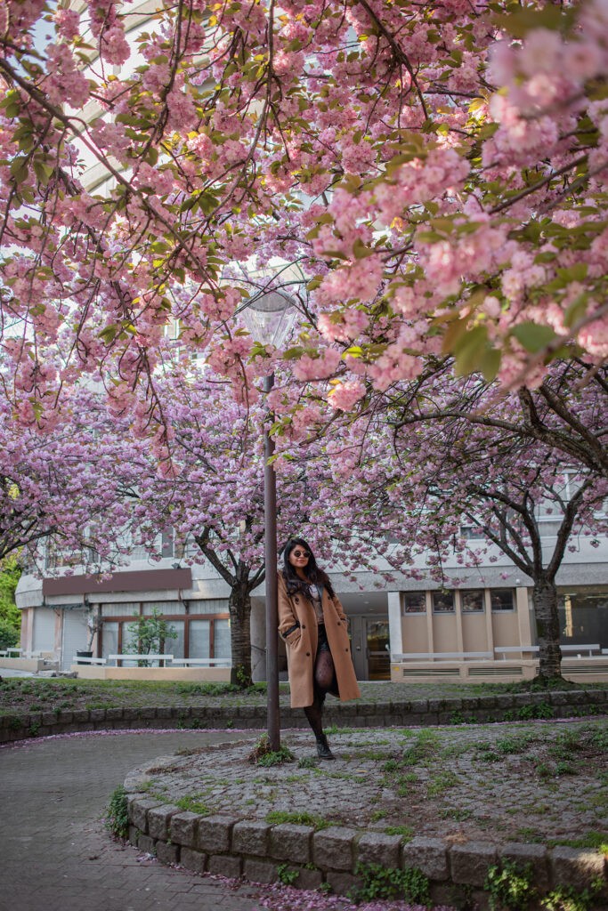 cherry blossoms en Paris, Paris en primavera, spring in Paris