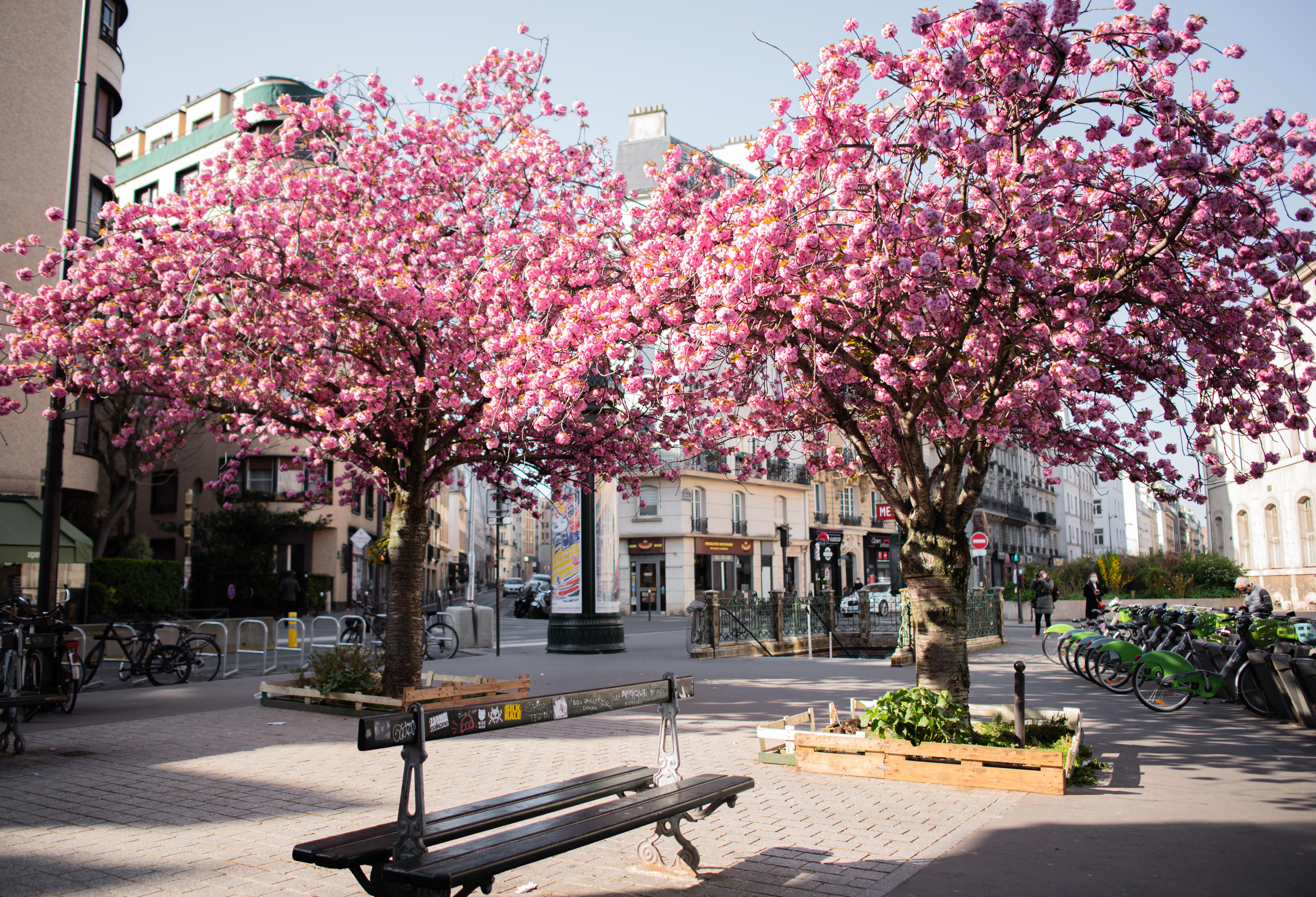 cherry blossoms, Paris, Paris en primavera, Paris in spring