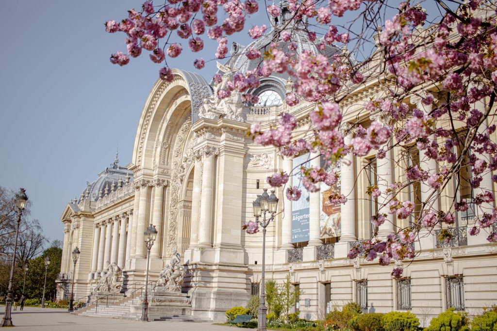 cherry blossoms, petit palais, Francia, paris