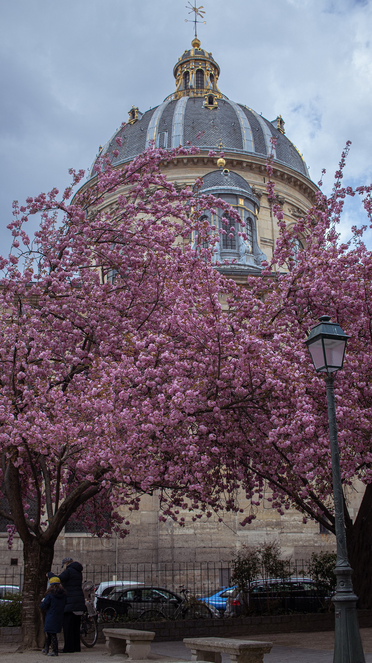 cherry blossoms en Paris, Paris en primavera, spring in Paris