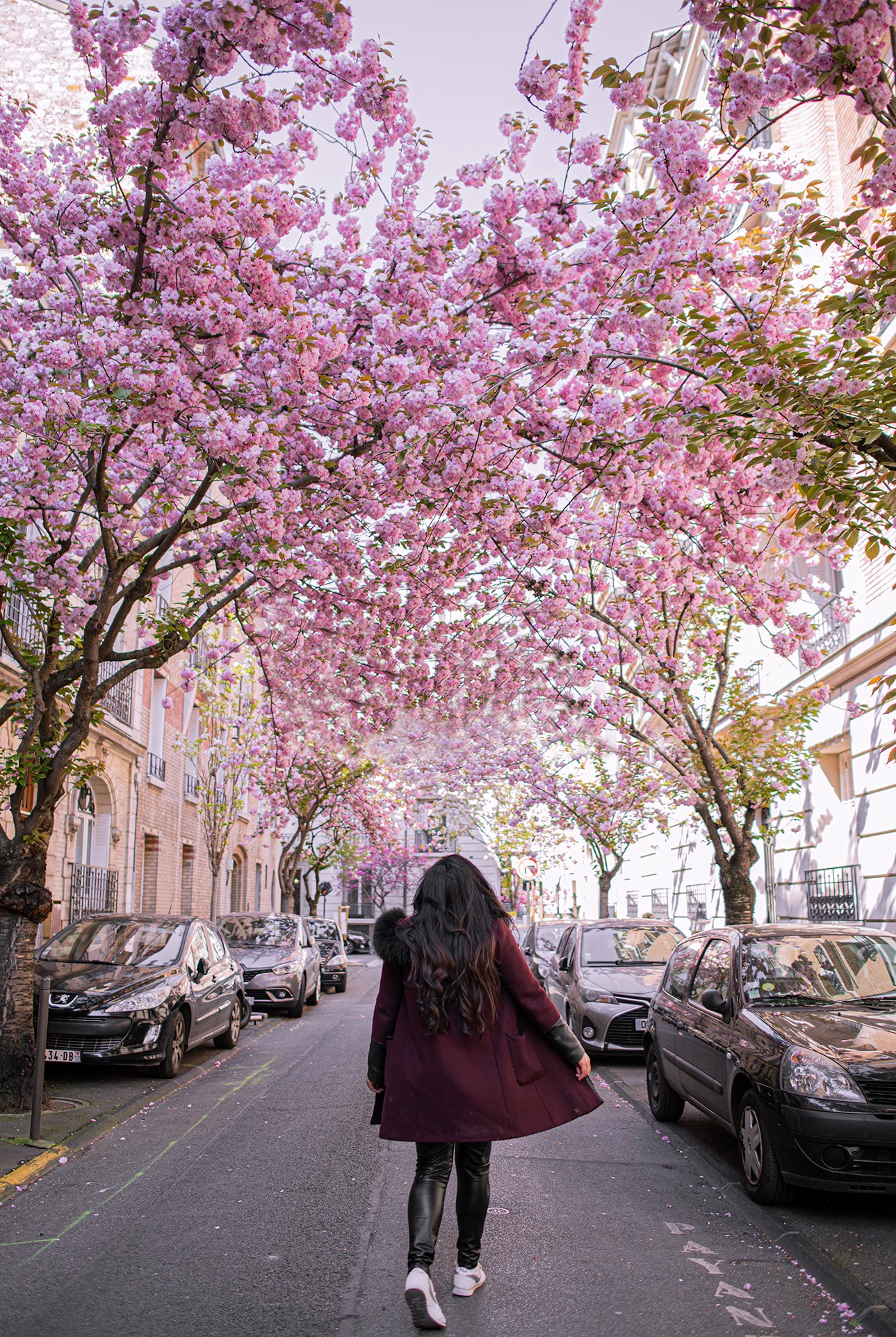 primavera en Paris, spring in Paris, cherry blossoms in Paris 