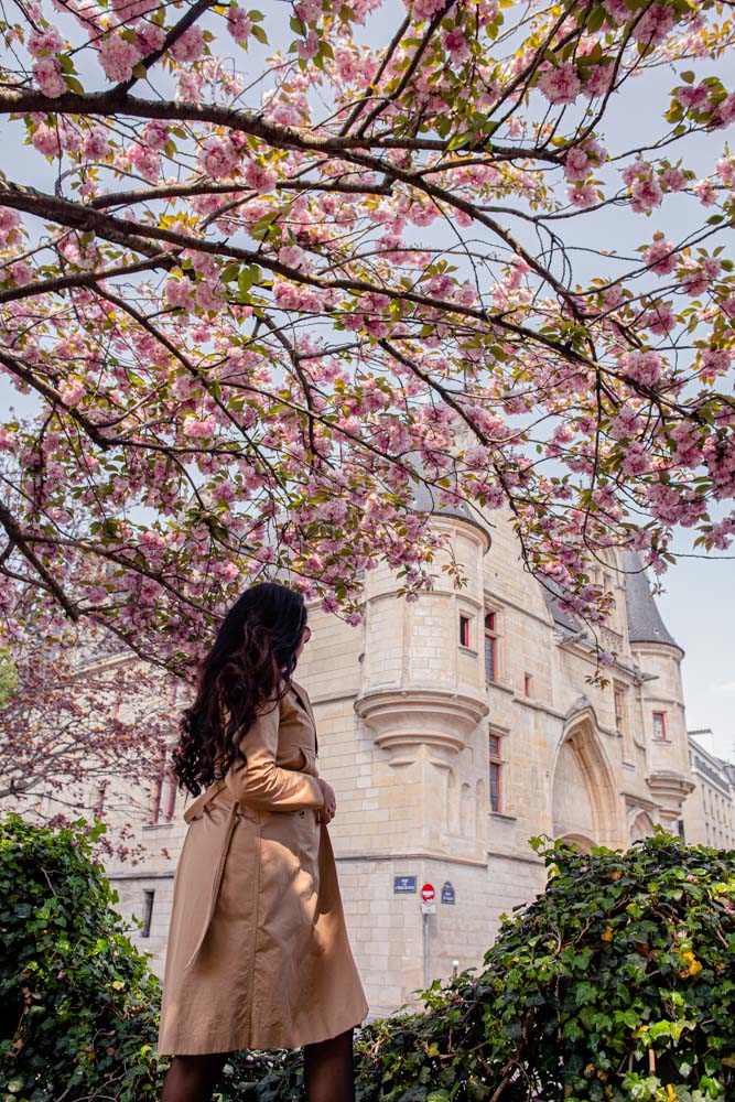 cherry blossoms in Paris, primavera en Paris