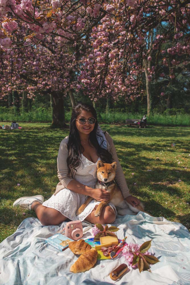 Cherry blossoms  in Paris