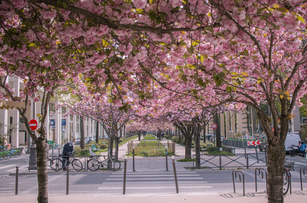 cherry blossoms, Paris, Paris in spring, Paris 2021
