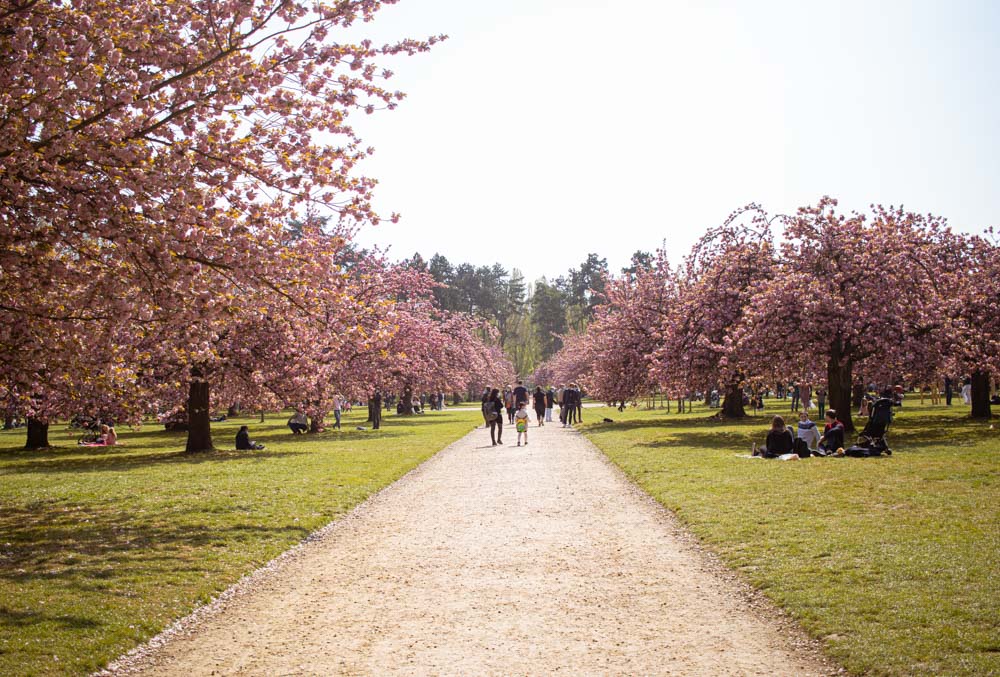 cherry blossoms in Paris, best spot, Parc