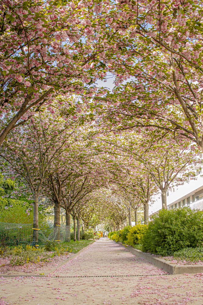 Paris, primavera en Paris , spring in Paris 